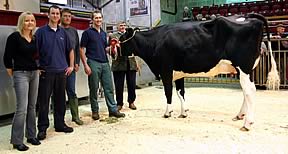 Craven Dairy Auction champion