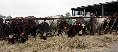 Newfield Beef Shorthorn cows and a one month old bull calf by stock bull Cairnsmore Thrasher