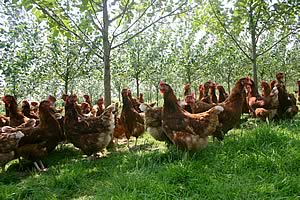 woodland hens