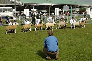 great yorkshire show
