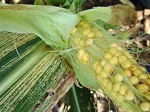 Maize streak virus