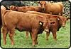 stabiliser cattle