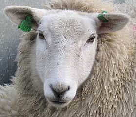 Lleyn sheep tag