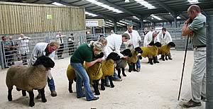 Show judge Ian Park ponders his choice of potential Skipton Suffolk male championship contenders.