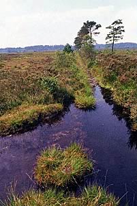 Thursley National Nature Reserve