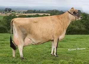 Kerbanks Paramount Myra VG88 sold for 1900 guineas