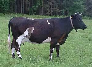 Shetland cow