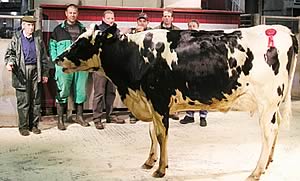 Exhibitors, judges and sponsors are pictured in the Skipton ring with the record price Craven Dairy Auction champion. 