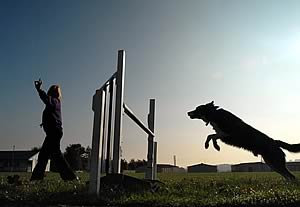 dog agility demonstrations