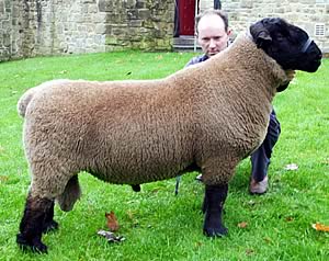 Mark Evans with his Skipton Suffolk champion