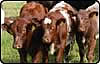 shorthorn calves