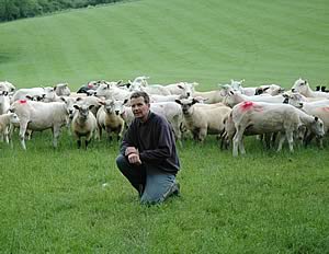 David Dixon with his Hampshire Down cross lambs and Texel cross ewes.