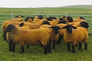 Strathisla ewe lambs