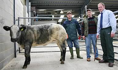 Neville and David Harrison, joined by judge Ian Townson, right, with their Skipton Belgian Blue store champion.