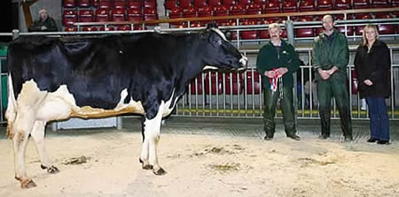 Craven Dairy Auction champion