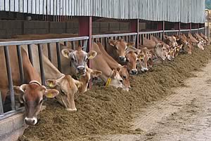 jersey cattle feeding