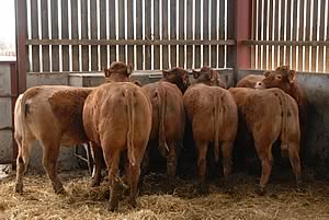 Limousin cross cattle