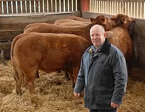 Alan Brown and his Limousin cross cattle