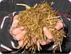 maize silage