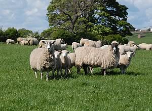 ewes and lambs at Newton Rigg