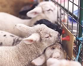 lambs on feeder