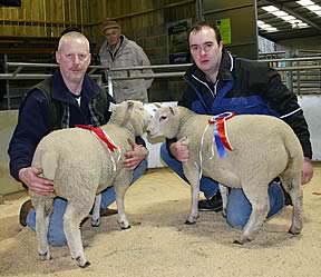 charollais lambs