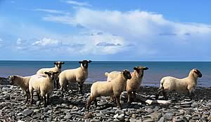 Sea change in commercial lamb production