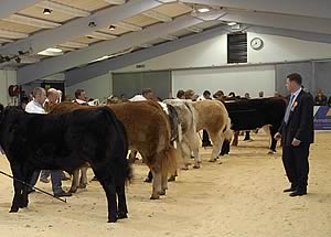 Borderway Agri-Expo cattle