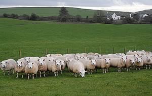 Texel ewe lambs 