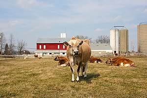 USA dairy farm