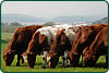 beef shorthorn