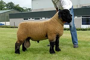 ram lamb by Baileys Bugatti