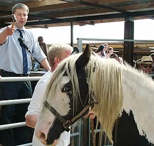 horses u0026amp ponies go under the hammer horse sale 300x285