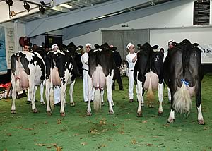 Judging of Best Exhibitor Bred