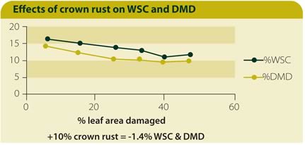 crown rust graph