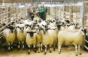 Skipton store lambs