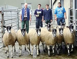 Mule shearling gimmer champions