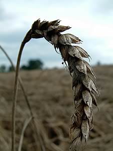 mouldy grain