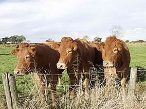 limousin beef cattle