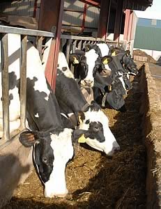 dairy cattle feeding
