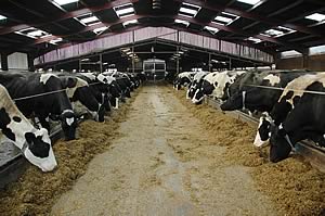 dairy cattle feeding