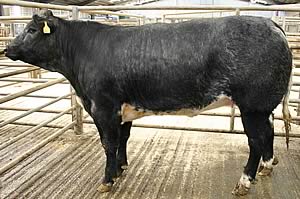 Jimmy Baines’ Skipton prime cattle champion