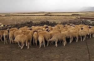 Livestock like goats and sheep are essential to the livelihoods of millions of North Africans.