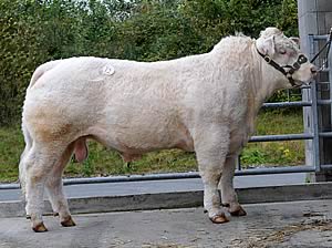 Gower Cartier at 4,000gns