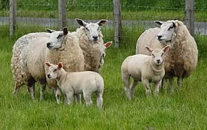 Crossbred commercial ewes with lambs