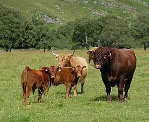 highland x shorthorn beef cattle