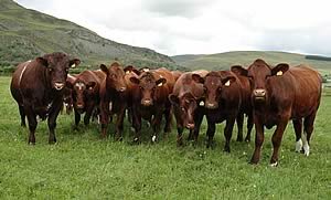 highland x shorthorn beef cattle