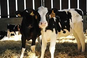 dairy calves