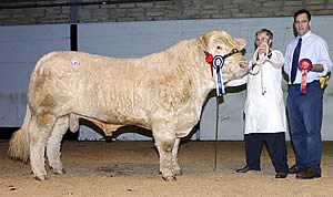 Junior champion, Drumconnis Colossus sold for 4,800gns