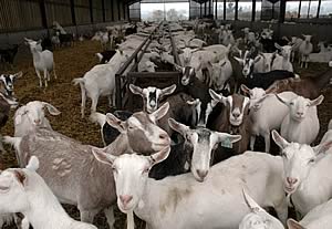 Milking goats